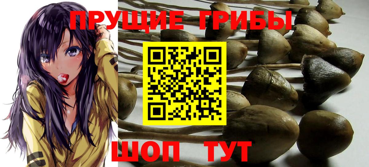 Галлюциногенные грибы Cubensis Тула